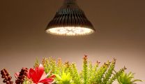 30W PAR LED pirn taimekasvatuseks
